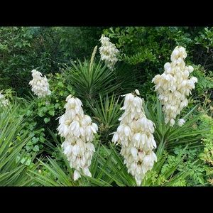 Meet your Posher, Minetta